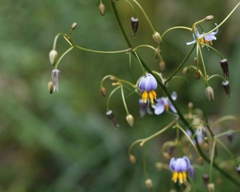 How to Grow Dianella