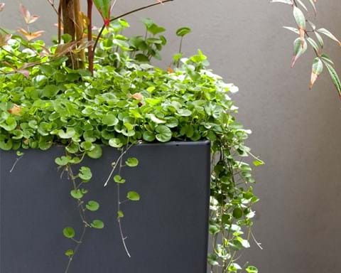 How to Grow Dichondra Silver Falls