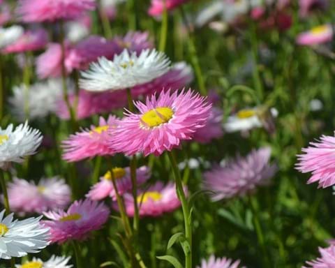 How to Grow Everlasting Daisies