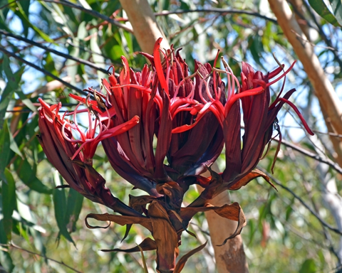 How to Grow Gymea Lily