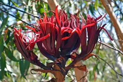 Gymea Lily