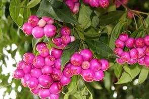 How to Grow Lilly Pilly