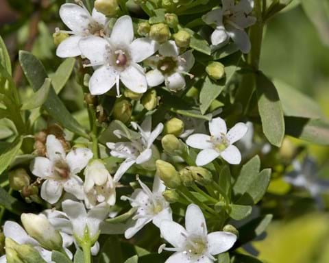 How to Grow Myoporum