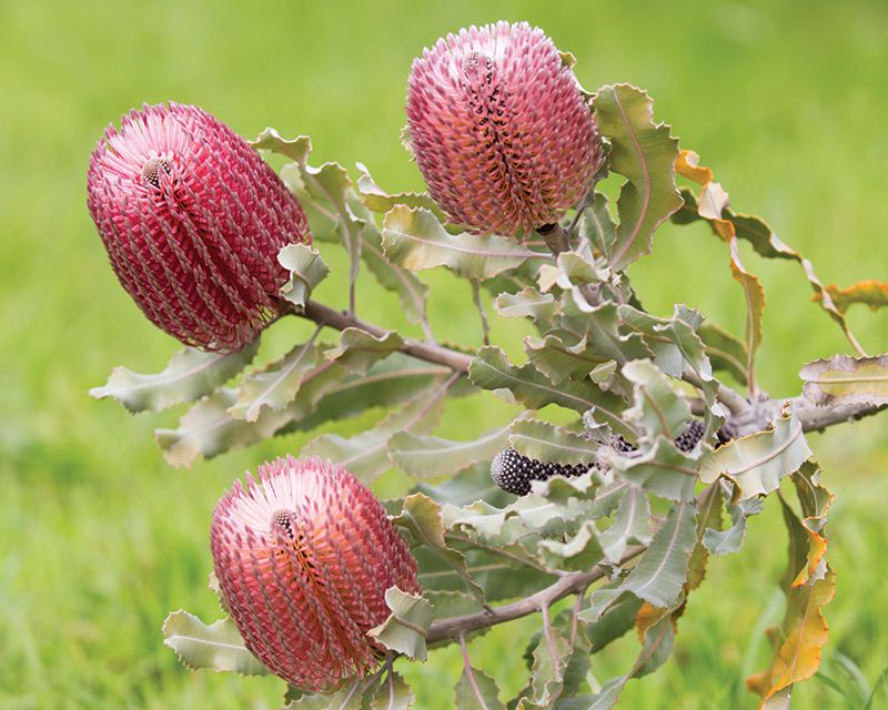 Begge Sammenbrud voksen Drought Tolerant Plants