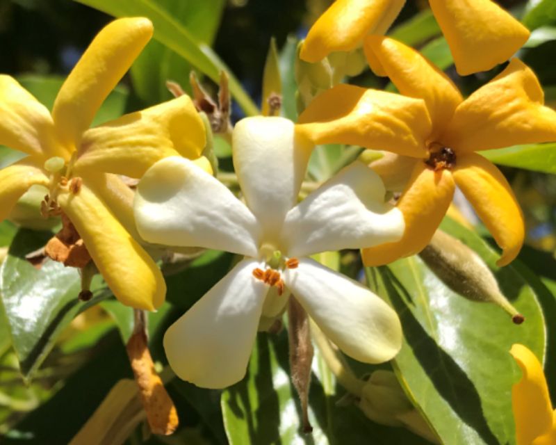 Native frangipani