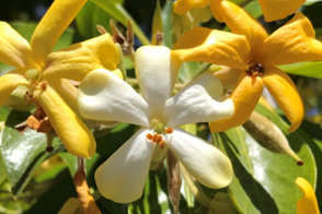 Native frangipani