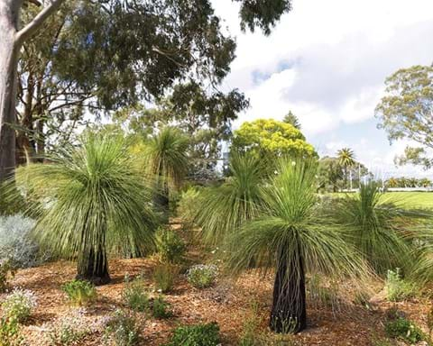 How to Grow Grass Tree