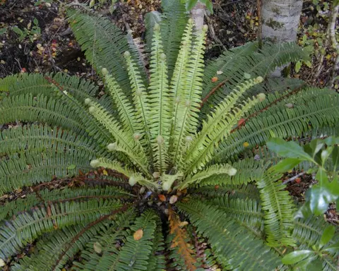 How to Grow King Fern