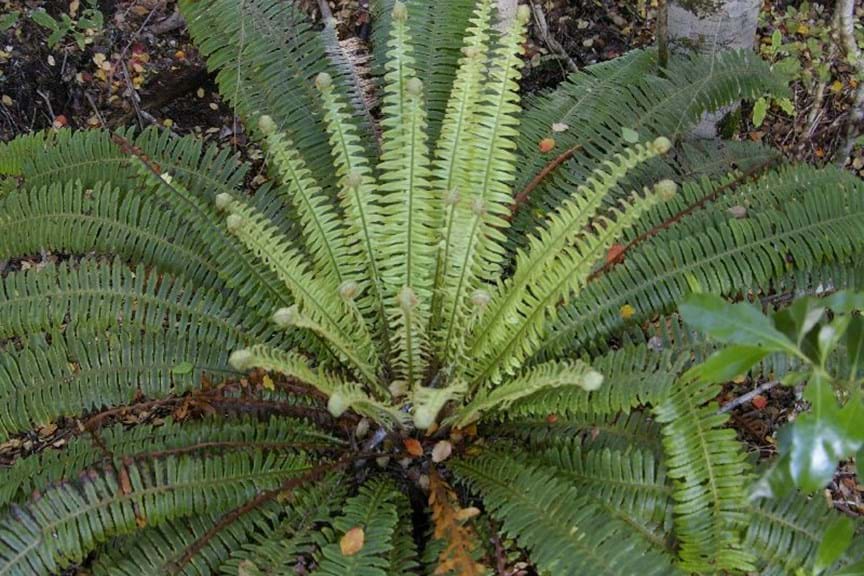 How to Grow King Fern