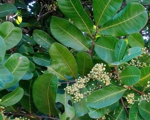 How to Grow Queensland Laurel