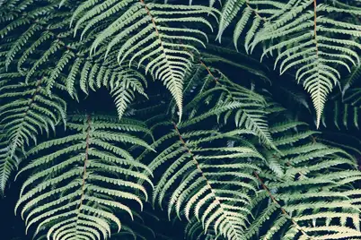 Tree Ferns