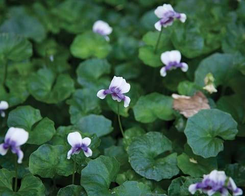 How to Grow Native Viola