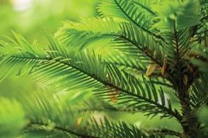 How to Grow Wollemi Pine