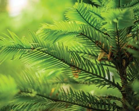 How to Grow Wollemi Pine
