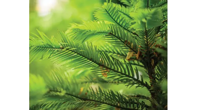 How to Grow Wollemi Pine