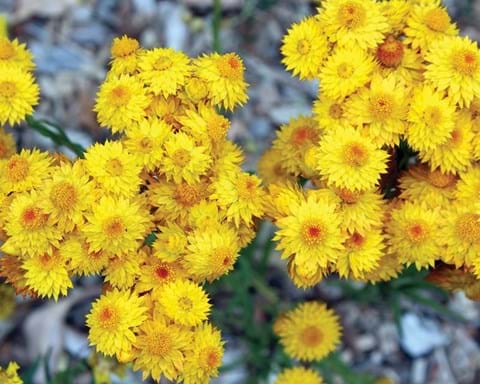 How to Grow Yellow Paper Daisy