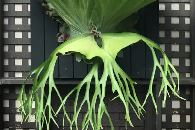How to grow ferns