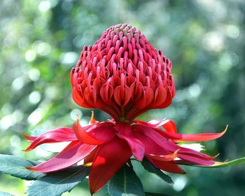 How to Grow Waratah