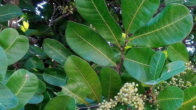 how to grow queensland laurel 2