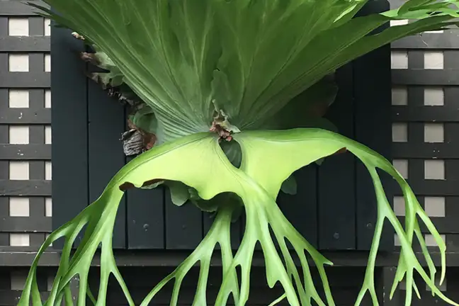 how to grow stag horn 2