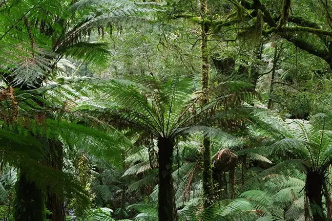 how to grow tree ferns 2