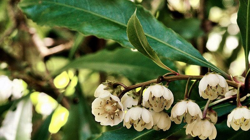 how to grow tuckeroo 2