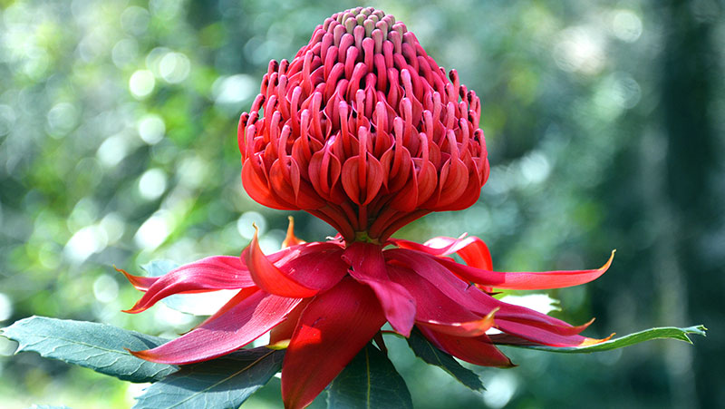 how to grow waratah 2