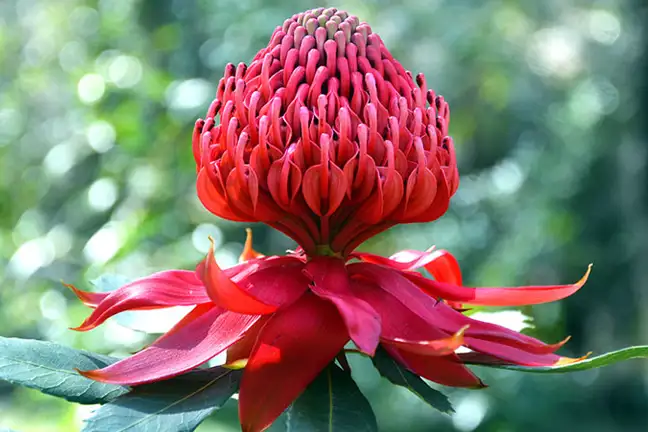 how to grow waratah 2