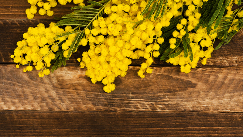 how to grow wattle 3