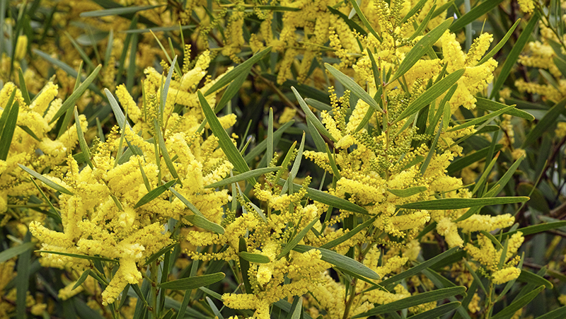 how to grow wattle 2