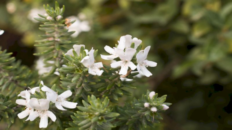 how to grow westringia 2