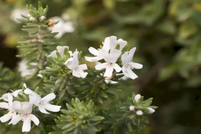 how to grow westringia 2