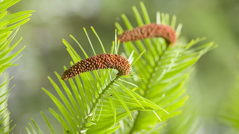 how to grow wollemi pine 2