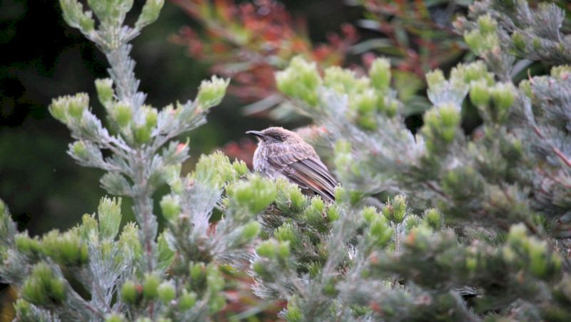 how to grow woolly bush 2