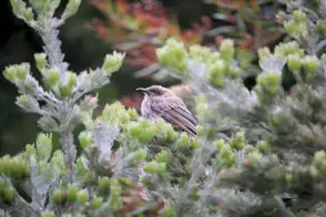 how to grow woolly bush 2