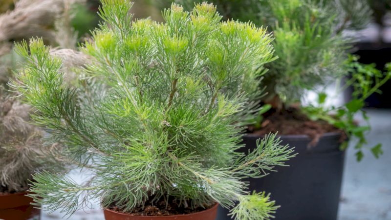 Image above: Wooly Bush (Adenanthos sericeus)