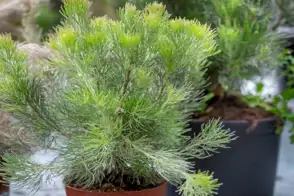 how to grow woolly bush 3