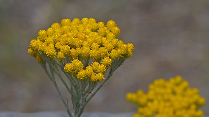 how to grow yellow buttons 3