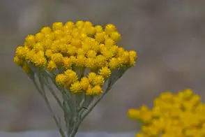 how to grow yellow buttons 3