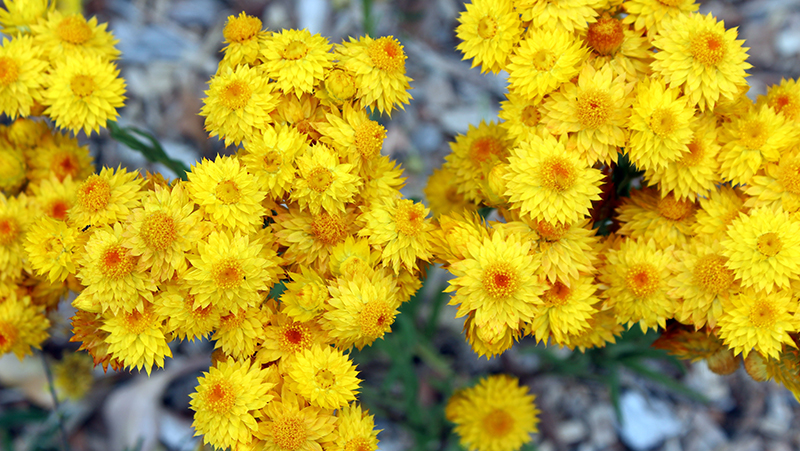 how to grow yellow buttons 2