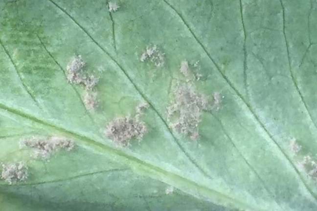 Downy Mildew grey pustules on the underside of a leaf