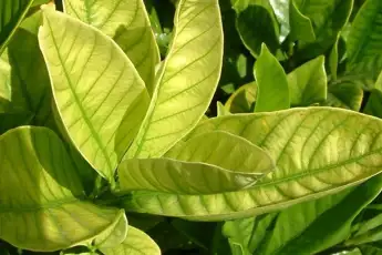 https://www.yates.com.au/media/plants/problem-solver/diseases/iron-deficiency_1552360170756.jpeg?format=webp&height=230&quality=60&ranchor=center&rmode=crop&width=345