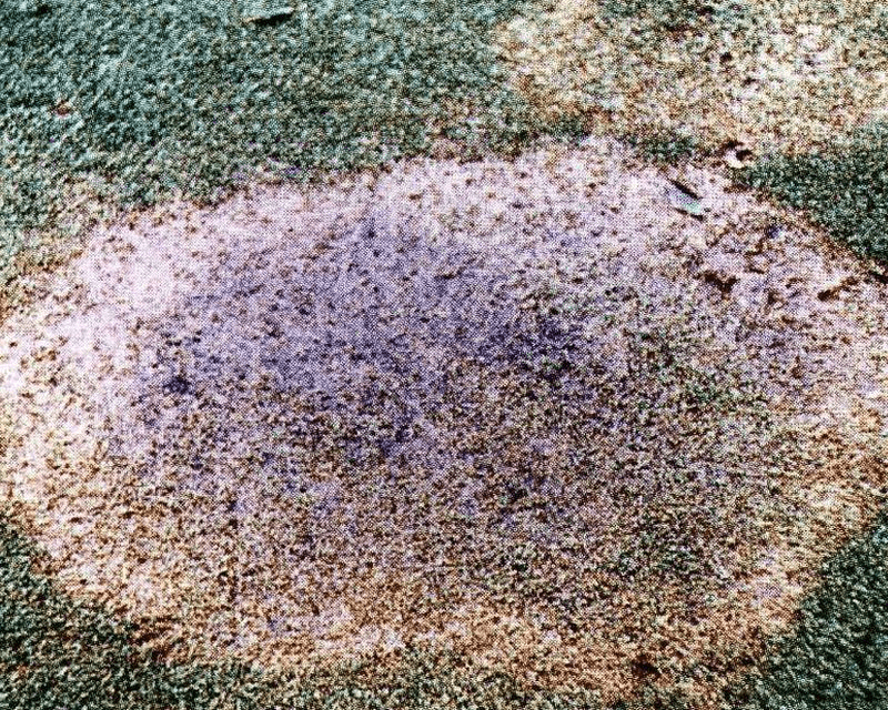Brown patch