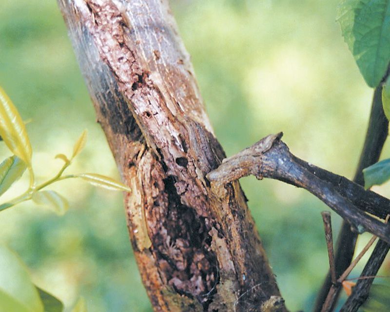 Citrus Collar Rot