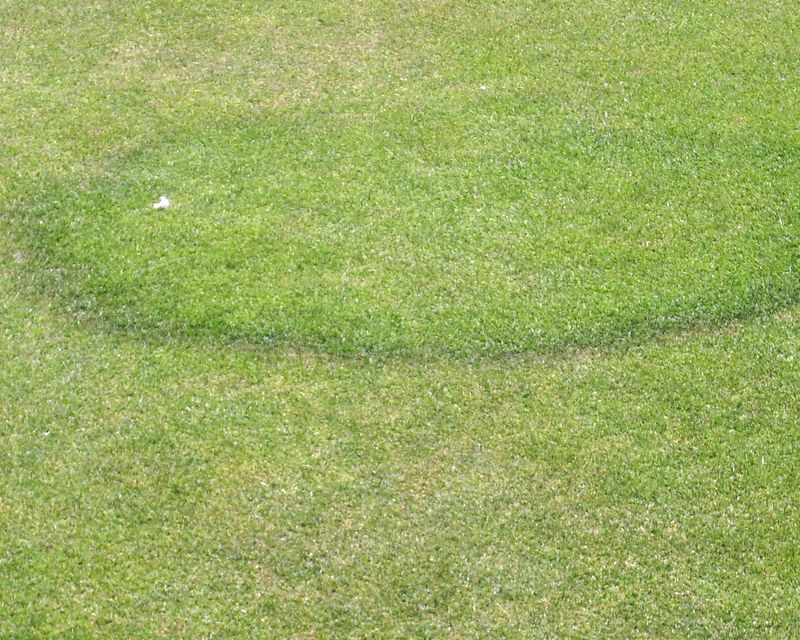 How to Prevent Fairy Ring in Lawns Disease Control Yates Australia