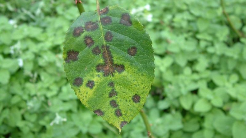 What Is Rose Black Spot How To Control It In Your Garden Yates