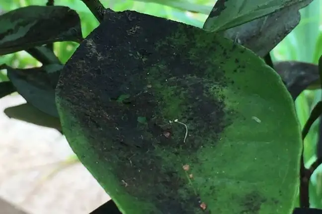 sooty mould on a leaf
