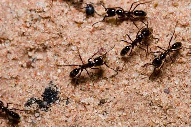 ant 2