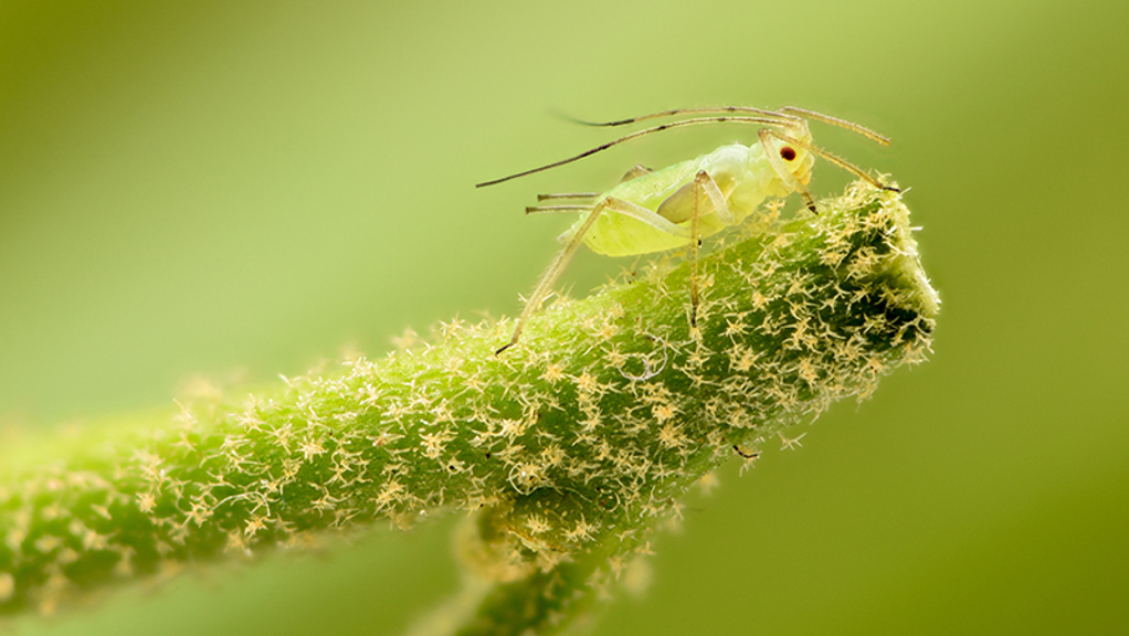 How to Get Rid of Aphids in Your Garden Pests Yates Australia
