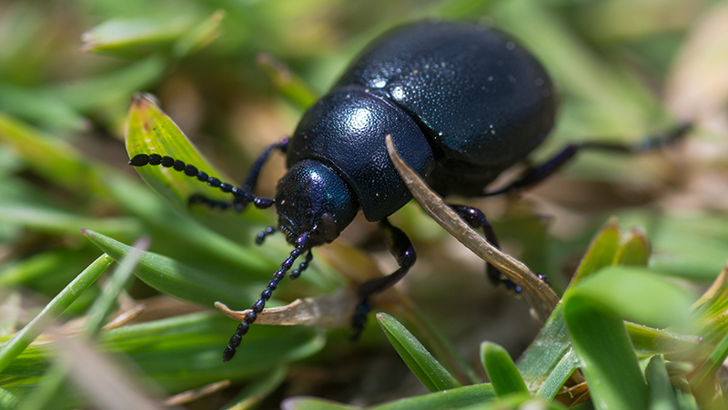 black beetle 1
